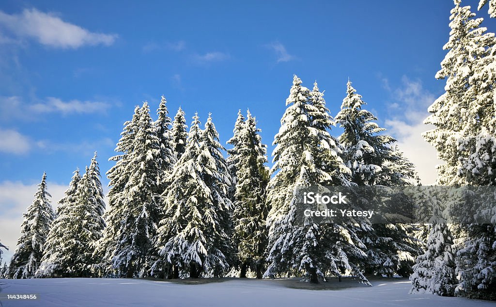 Zimę drzewa - Zbiór zdjęć royalty-free (Bez ludzi)