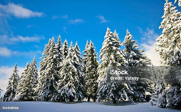 Zimę Drzewa - zdjęcia stockowe i więcej obrazów Bez ludzi - Bez ludzi, Bezchmurne niebo, Biały