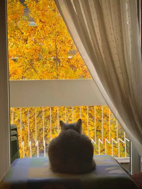 Photo of The Cat and the autumn