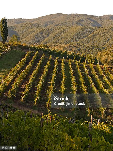 Viñedo De Toscana Al Atardecer Foto de stock y más banco de imágenes de Ajardinado - Ajardinado, Cielo, Colina