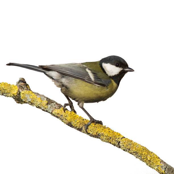 istock Colorful great tit Parus major perched on a tree , bird isolated on white background 1443488839
