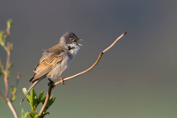 istock Bird - whitethroat Sylvia communis perched on tree, summer time wildlife Poland Europe 1443488862