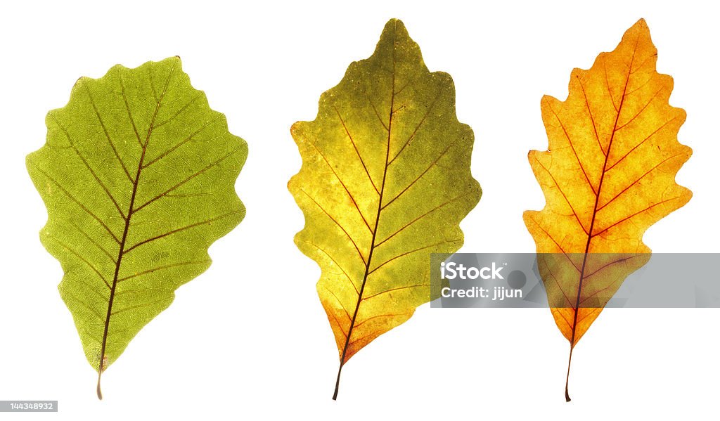 Colorido oak hojas - Foto de stock de Amarillo - Color libre de derechos