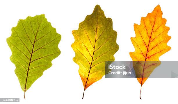 Colorido Oak Hojas Foto de stock y más banco de imágenes de Amarillo - Color - Amarillo - Color, Blanco - Color, Botánica