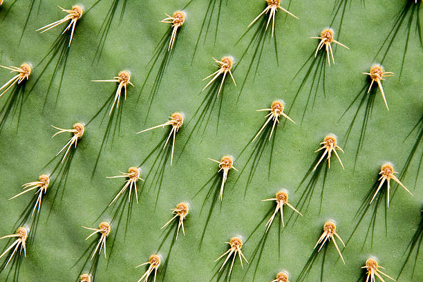 cactus figuier de barbarie - prickly pear cactus photos et images de collection