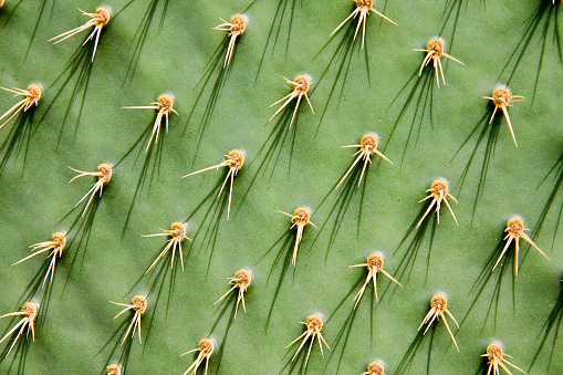 Close-up of a prickly pear cactus ( Opuntia ficus-indica )