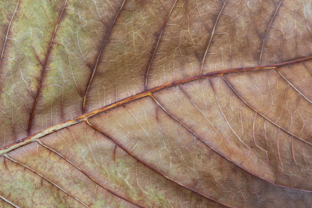 istock Close-up shot of dry leaf 1443490203
