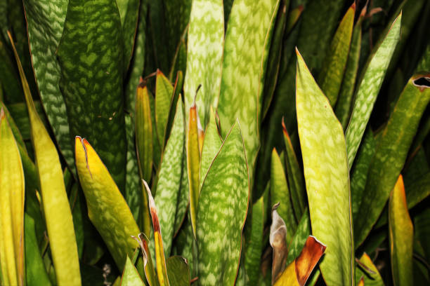istock Black Gold Snake Plant (D. trifasciata ‘Black Gold’) 1 1443490397