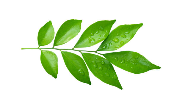 istock Green leaves branch with drops isolated on white background. Orange leaf with clipping path. 1443490674