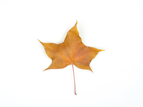 Autumn Maple Leaf on White background