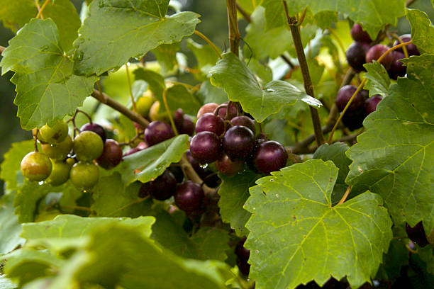 Muscadine grapes on the vine
