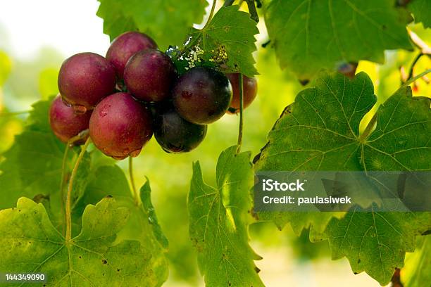Muscadine Grapes On The Vine Stock Photo - Download Image Now - Grape, Horizontal, Leaf