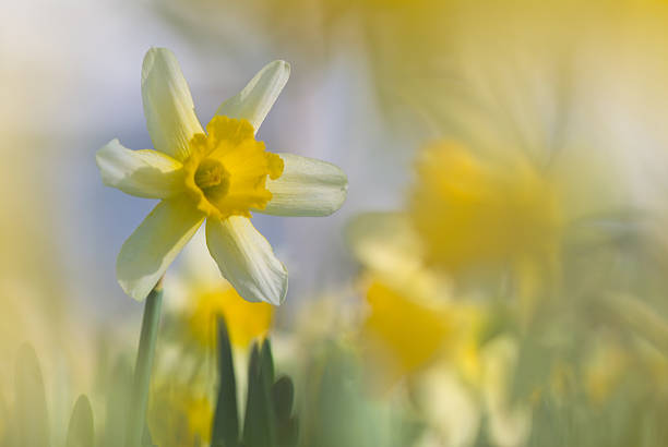 Narcissus selected by small dof stock photo