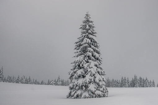 Foggy landscape on the cold winter morning. Snowfall in the forest. Pine trees in the snowdrifts. Snowy background.