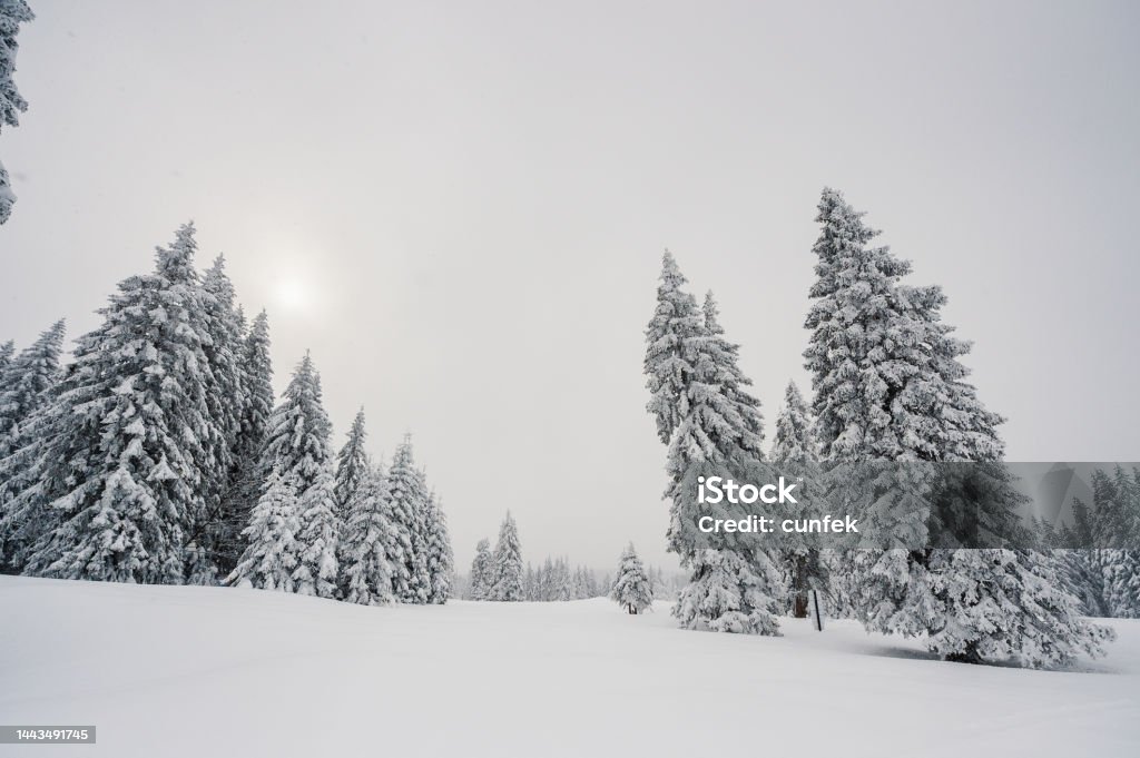 Phong Cảnh Mùa Đông Với Tuyết Và Cây Cối Hình ảnh Sẵn có - Tải xuống Hình  ảnh Ngay bây giờ - Ban ngày, Băng - Nước đông lạnh, Bầu trời - iStock