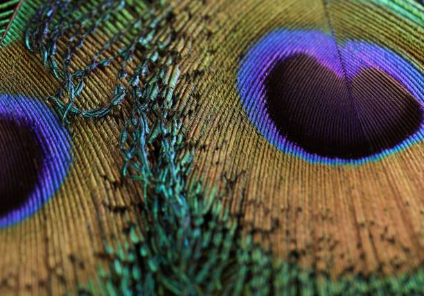 istock Beautiful, dark, peacock feather closeup. Feather isolated. 1443491770