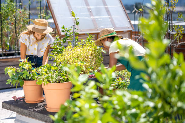 istock Urban gardening together on a rooftop 1443491773