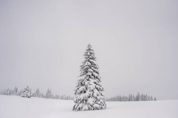 istock Winter Landscape with Snow and Trees 1443492736