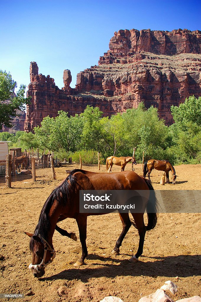 Chevaux à proximité du Grand Canyon - Photo de Amérique du Nord libre de droits