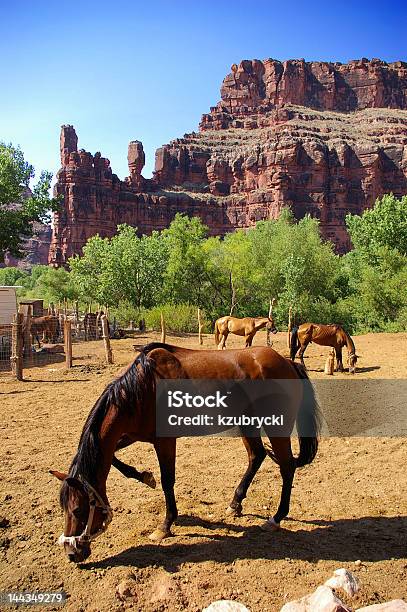 Photo libre de droit de Chevaux À Proximité Du Grand Canyon banque d'images et plus d'images libres de droit de Amérique du Nord - Amérique du Nord, Arbre, Arizona