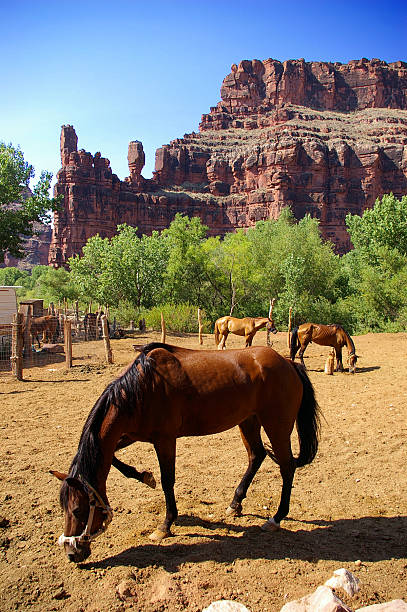 istock Horses near Grand Canyon 144349279