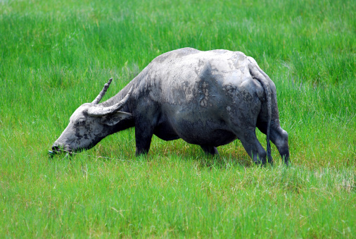 Buffalo in green field