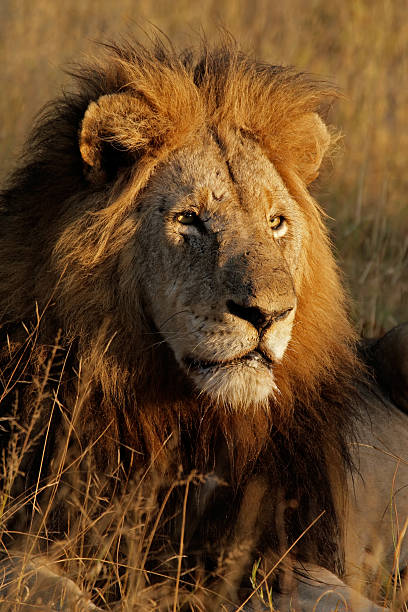 istock Big male African lion 144349433