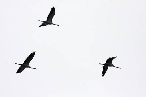 istock Flock of cranes in flight 1443494547