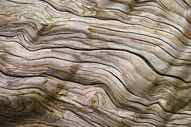 up close view of a piece of driftwood - drijfhout stockfoto's en -beelden