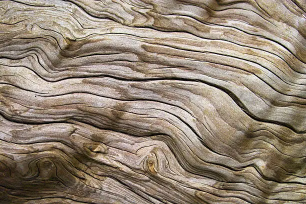 Detailshot of weathered driftwood, found on the beach