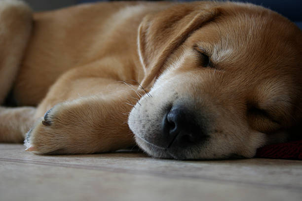 istock Sleep Puppy on floor 144349494