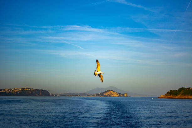 Sunset and Seagull of Procida