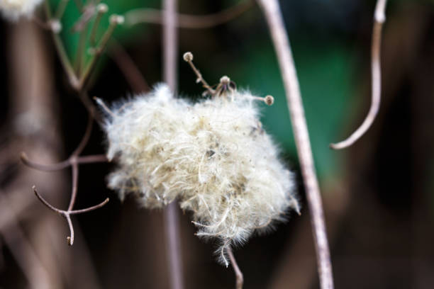 istock Fluff and seeds on a branch 1443496371