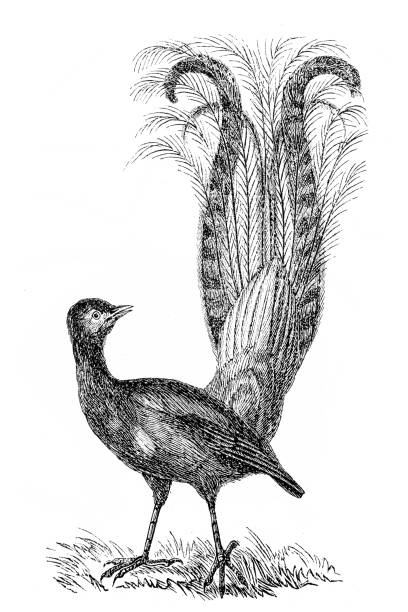 Superb lyrebird (Menura novaehollandiae) Superb lyrebird (Menura novaehollandiae) menura novaehollandiae stock illustrations