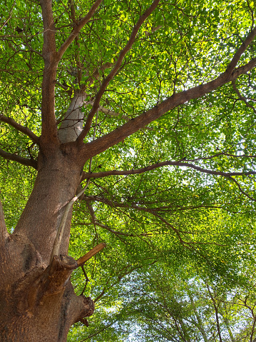 Tree with branching branches photo taken from below