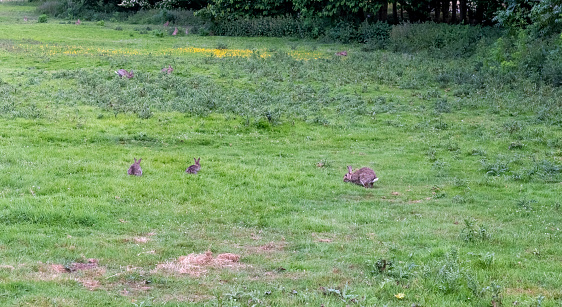 Rabbits in an English meadow.