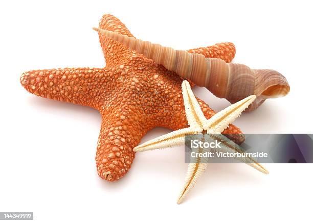 Starfishes Foto de stock y más banco de imágenes de Afilado - Afilado, Animal, Concha - Parte del cuerpo animal