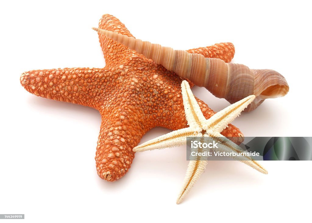 Starfishes - Royalty-free Afiado Foto de stock