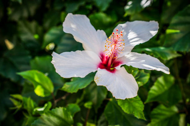 istock A closeup of a white hibiscus flower 1443499546