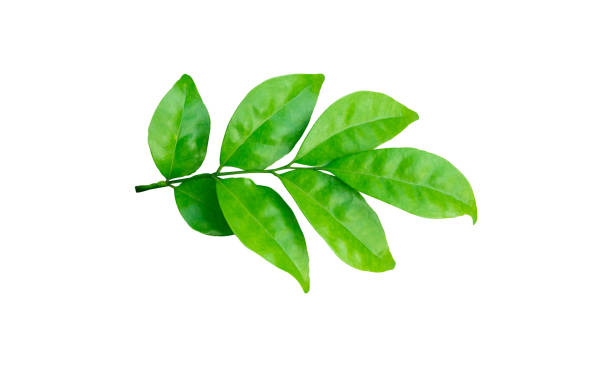 istock Fresh green leaves on branch isolated on white background. Orange leaf with clipping path. 1443499652