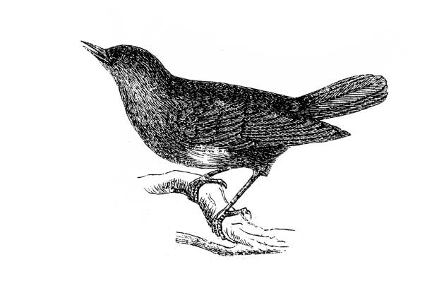 Thrush nightingale or sprosser (Luscinia luscinia) Thrush nightingale or sprosser (Luscinia luscinia) nightingale stock illustrations