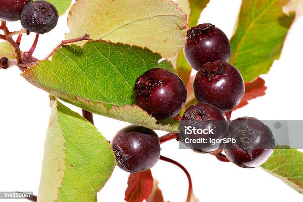 Hawthorn Branch Com Bagas - Fotografias de stock e mais imagens de Arbusto - Arbusto, Arbusto espinheiro, Cor verde