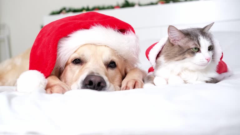 Adorable dog and cat lying on a white bed wearing a Santa Claus Christmas hat. A pet Christmas together.