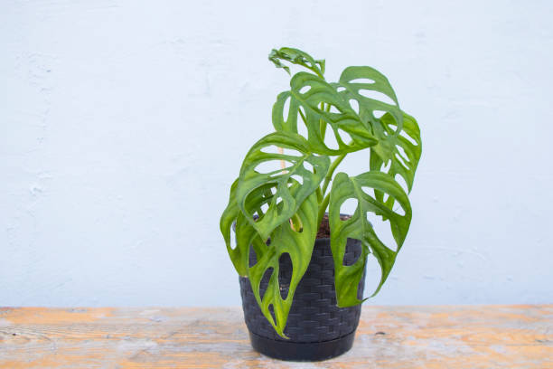 istock Monstera adansonii ever green houseplant 1443501590