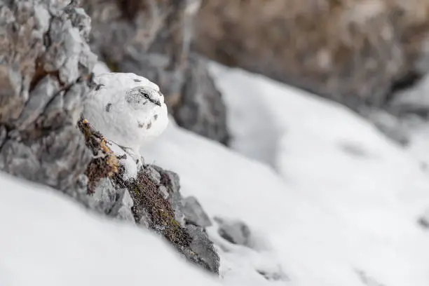 hidden among the snow, the amazing camouflage of rock ptarmigan