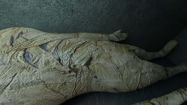 Animation of a mummy inside a coffin