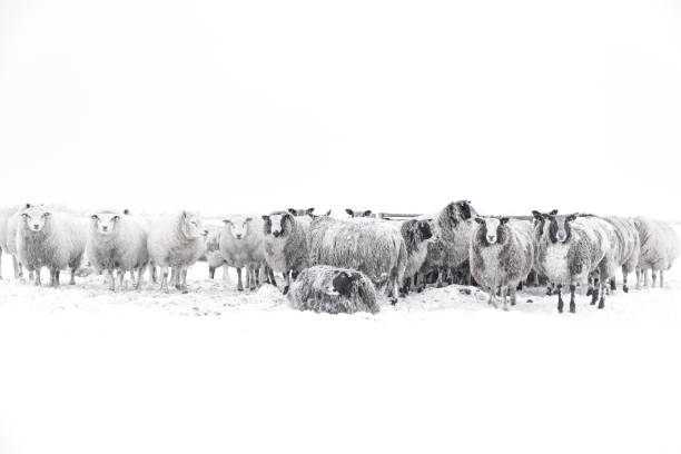 istock Sheep in a snow covered meadow in a winter landscape 1443502765