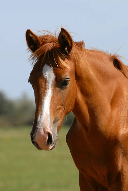 istock foal with a chestnut coat color 144350297