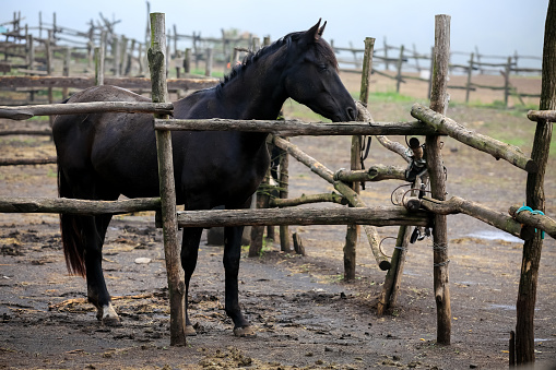 One black horse profile in open air stall in foggy morning . Mall stand behind log fence of stable in farm. Traditional italian way of natural breading horses. full growth animal . High quality photo