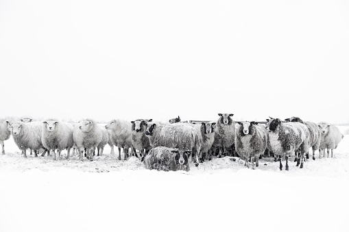 Sheep in a snow covered meadow in a winter landscape during a cold winter morning in the IJsseldelta region in Overijssel, in The Netherlands.